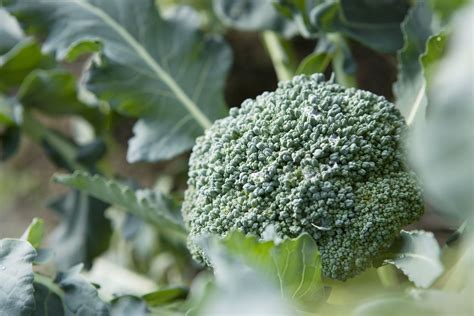 Green broccoli seeds with a hint of magic